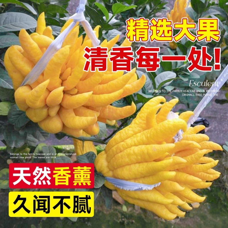 产地直发佛手柑现摘新鲜佛手果广佛手柑鲜果佛手瓜食用清供观赏果
