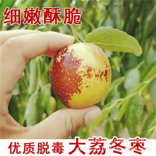 Rock Sugar Jujube Live Seedlings, Crisp and Sweet Dali Winter Jujube Seedlings, Grafted Fruit Seedlings Planted in the North and South, Potted Fruit Seedlings
