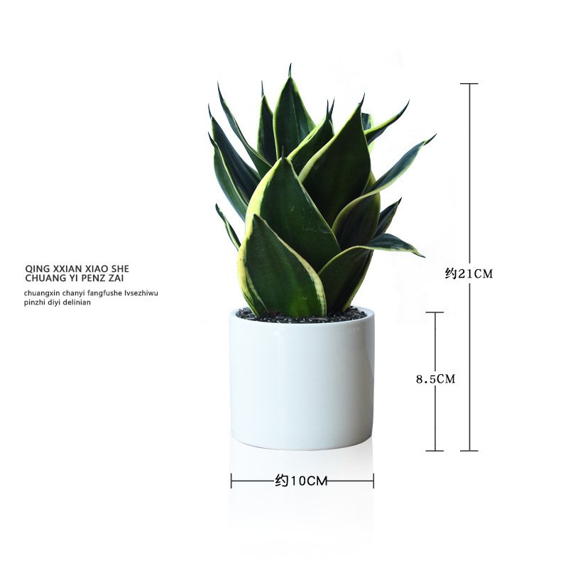 Viento nórdico jade blanco tigre orquídea purificación de aire flor absorción formaldehído planta verde de prevención de la radiación de oficina planta en maceta de sombra