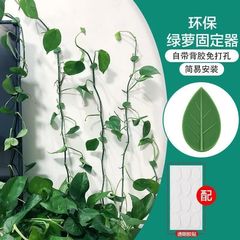 綠蘿爬牆神器綠植固定器綠籮家用無痕牆上攀爬卡扣環綠枝定型掛鈎