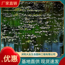 �������˻�ˮ��ֲ�� ��ˮֲ�� ����ֱ�� ˮ�|���� ˮ���B