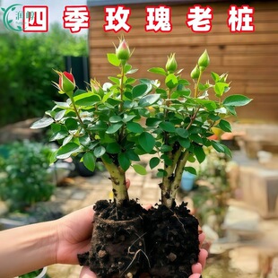 õ�廨���Ϙ��Gֲ�������¼��Nޱ�ϸ��҃����̨ͥԺ�ش󻨻��ļ�