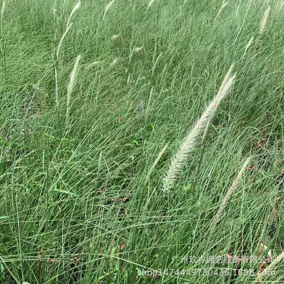 Пух Pennisetum декоративная трава листва земля рассада горшок сад парк пейзаж листва зеленые растения