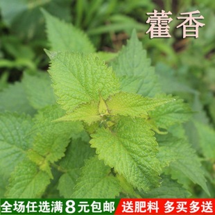 藿香种子霍香正气香草种子 五香十香大茴鱼香草 阳台盆栽蔬菜种子-阿里巴巴