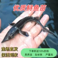 1688大型冷水鱼鲟鱼苗批发