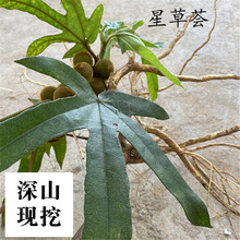 ��ָë�Ҹ��V�|�Ҝ��ϰ��r�ҬF�ڸ�؛��ë�����l