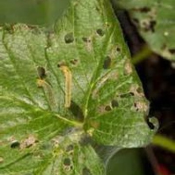 苹褐卷蛾引诱剂 Pandemis heparana（进口）诱芯 果树害虫引诱剂