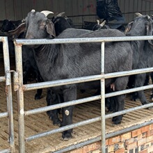 成年波尔山羊和波尔山羊羊羔养殖哪个利润高 努比亚黑山羊出售