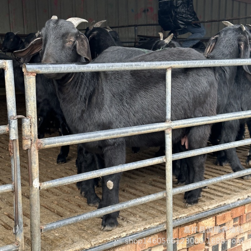 成年波尔山羊和波尔山羊羊羔养殖哪个利润高 努比亚黑山羊出售