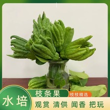 现摘新鲜带枝佛手柑鲜果大果观赏水培闻香清供食用水果摆件青果