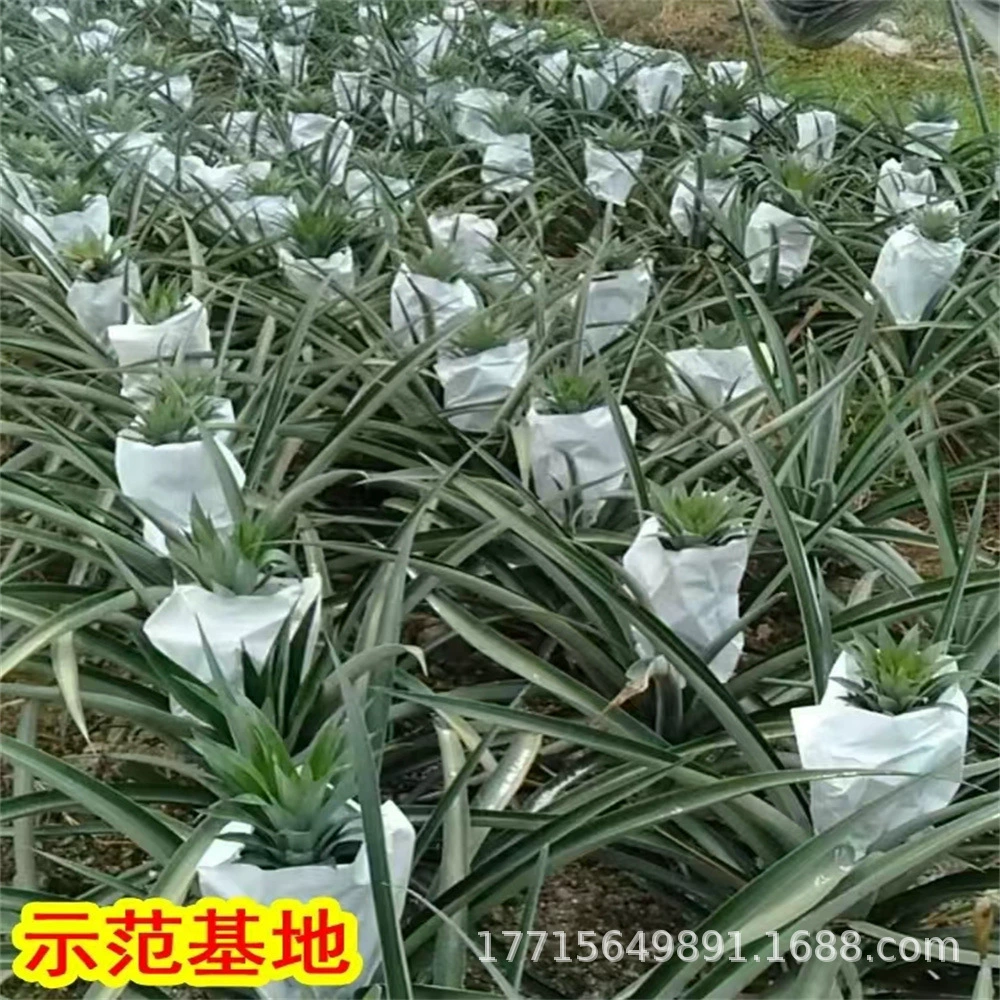 Краснокожий краснокожий ананас Тайвань Golden Diamond саженцы ананаса резка саженцев с корнями Золотой BRICS ананас без глаз саженцы ананаса большие фрукты