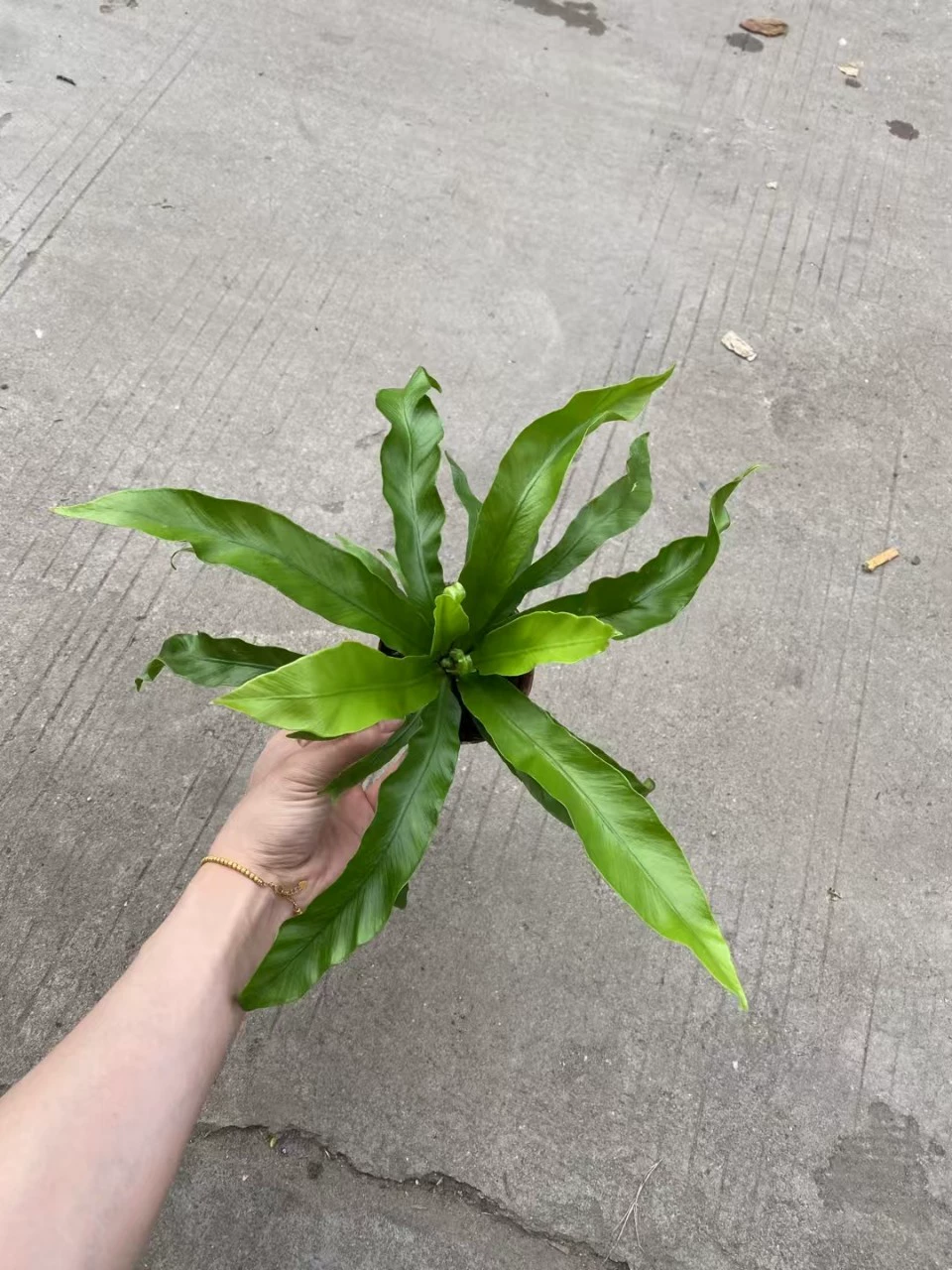 Птичье гнездо, папоротник в горшке, в помещении, на офисном столе, в гостиной, поглощение формальдегида, очистка воздуха, цветочное листья, большие и маленькие зеленые растения