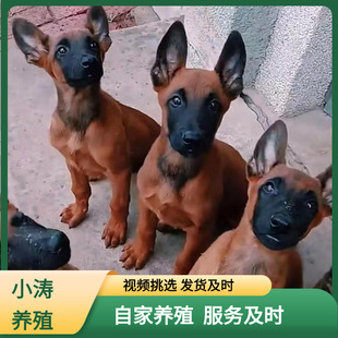 �����RȮ��Ȯ���N�pѪ�y���t���tɫ�������lС����Ȯ��ĿȮС�RȮ