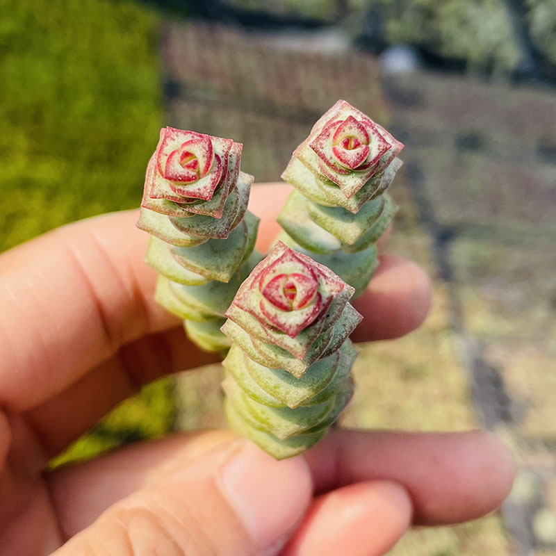 [기간한정특가] 머리가 3~4개인 돈끈이 머리가 빠지기 쉬우니 촬영시 주의하세요.