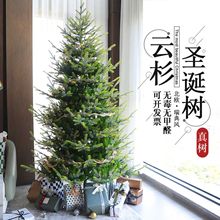 圣诞树南洋杉盆栽云杉树树苗花卉绿植室内大型客厅庭院好养易活