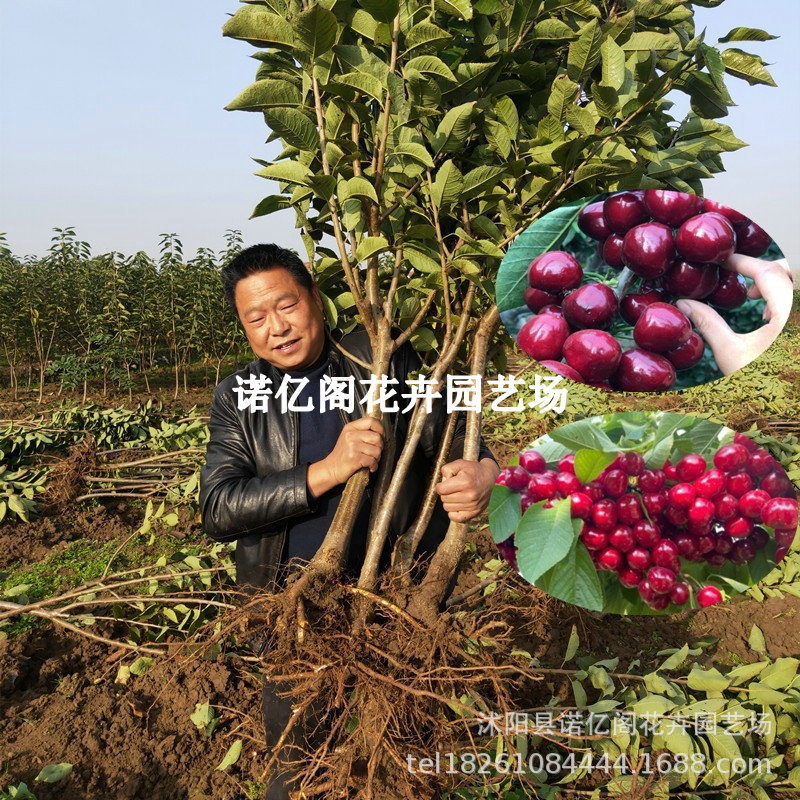 Grafted Cherry Saplings Are Planted in Basins in the North and South to Bear Fruit in the Same Year. Beautiful Early Large Cherry Fruit Saplings