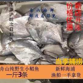 舟山东海野生白鲳鱼新鲜鲳鱼鲜活冷冻白磷鲳鱼海鲳鱼鲳鱼平鱼冷冻