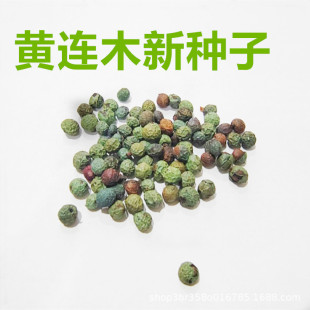黄连木种子 黄鹂芽茶树种子 黄鹂牙种子 药树 鸡冠木 黄鹂茶楷树-阿里巴巴