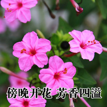 �����򻨷N�� ҹ�������Ե��׻��@ˇ���� ���ܷN�Ӵ��������S�۰�