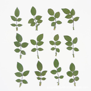 Rose Leaves, Dried Flowers, Embossed Flowers, Nail Art and Beauty Materials, Natural Real Flowers, Plant Specimens, Glue Handmade Materials