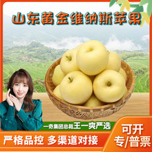 【严选】山东黄金维纳斯苹果代发5斤新鲜脆甜黄苹果当季孕妇水果
