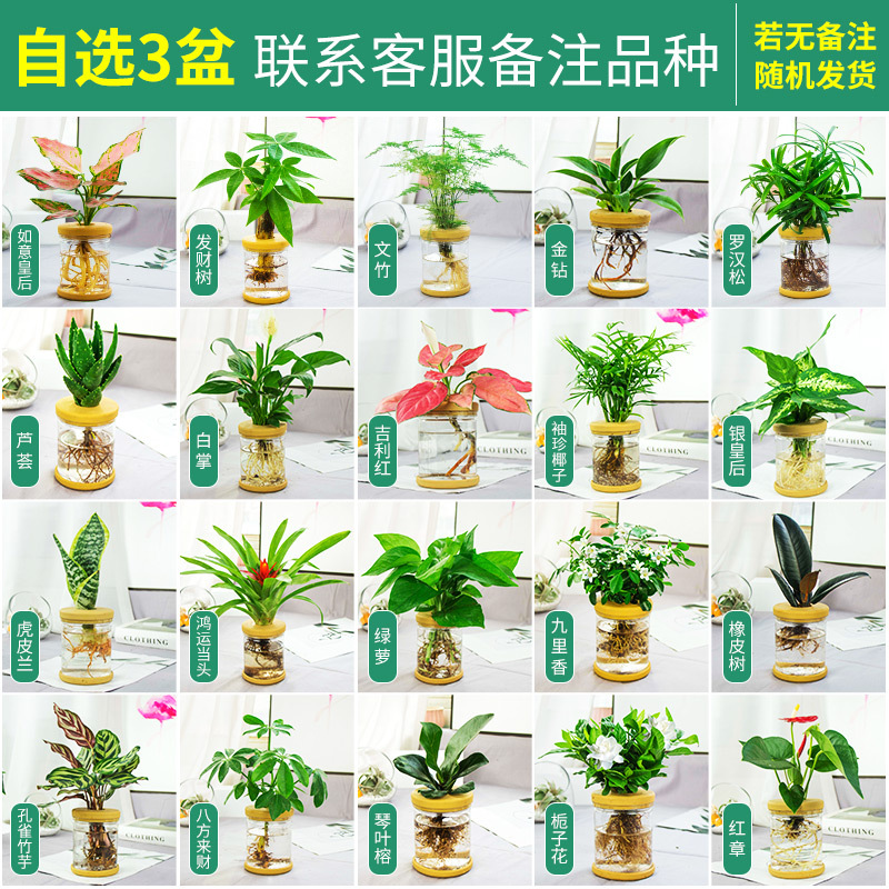 Plantas hidropónicas en maceta de flores de oficina de flores pequeñas plantas verdes en todas las estaciones, fácil de cultivar plantas en maceta de agua suculenta.