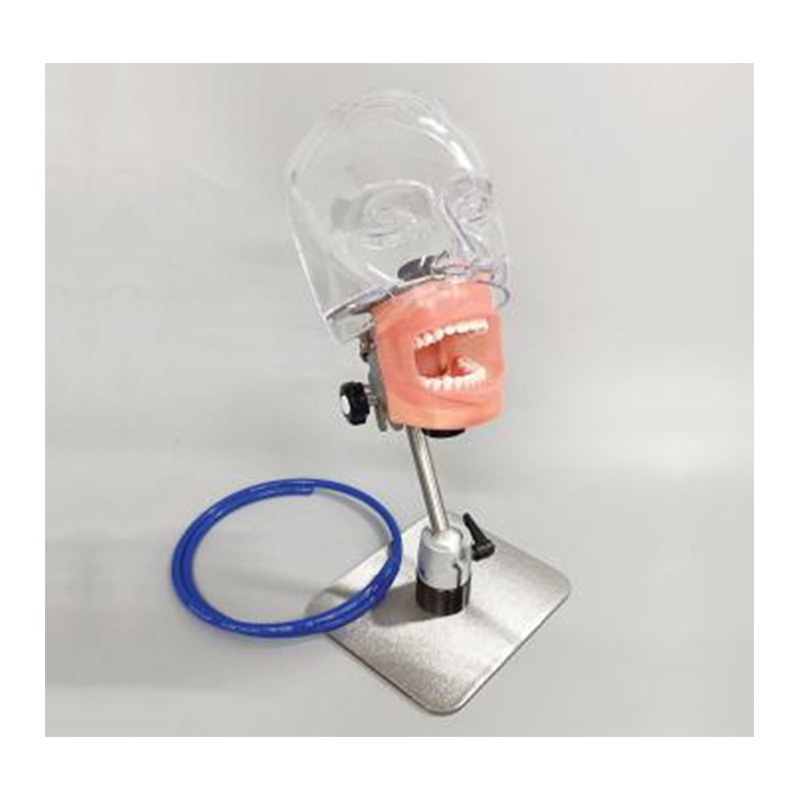 Modelo de simulación dental simple de modelo de práctica de enseñanza oral tipo reposacabezas modelo de cabeza simple de sujeción de mesa modelo de simulación de cabeza image 32