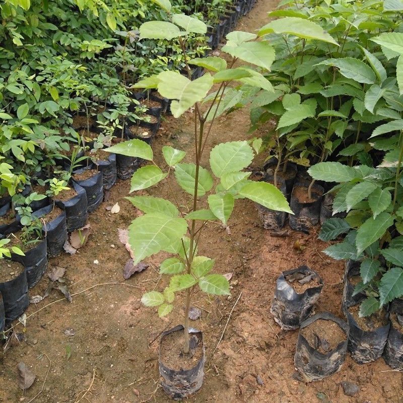 正宗紫花风铃木树苗幸福树绣球花种园林庭院景观树复绿植花卉植物