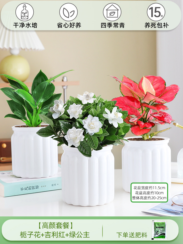 [하이룩 패키지] 가드니아 + 지리 레드 + 그린 프린세스