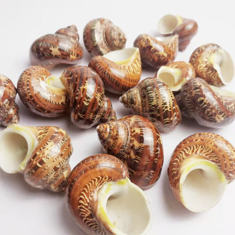 빨간 고양이 눈 달팽이 4-6cm