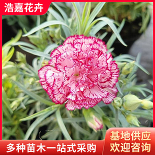 Carnation Hole Potted Seedlings Flower Potted Seedlings Aquatic Four-Season Flowering Balcony Plants Courtyard Flower Seedlings Carnations