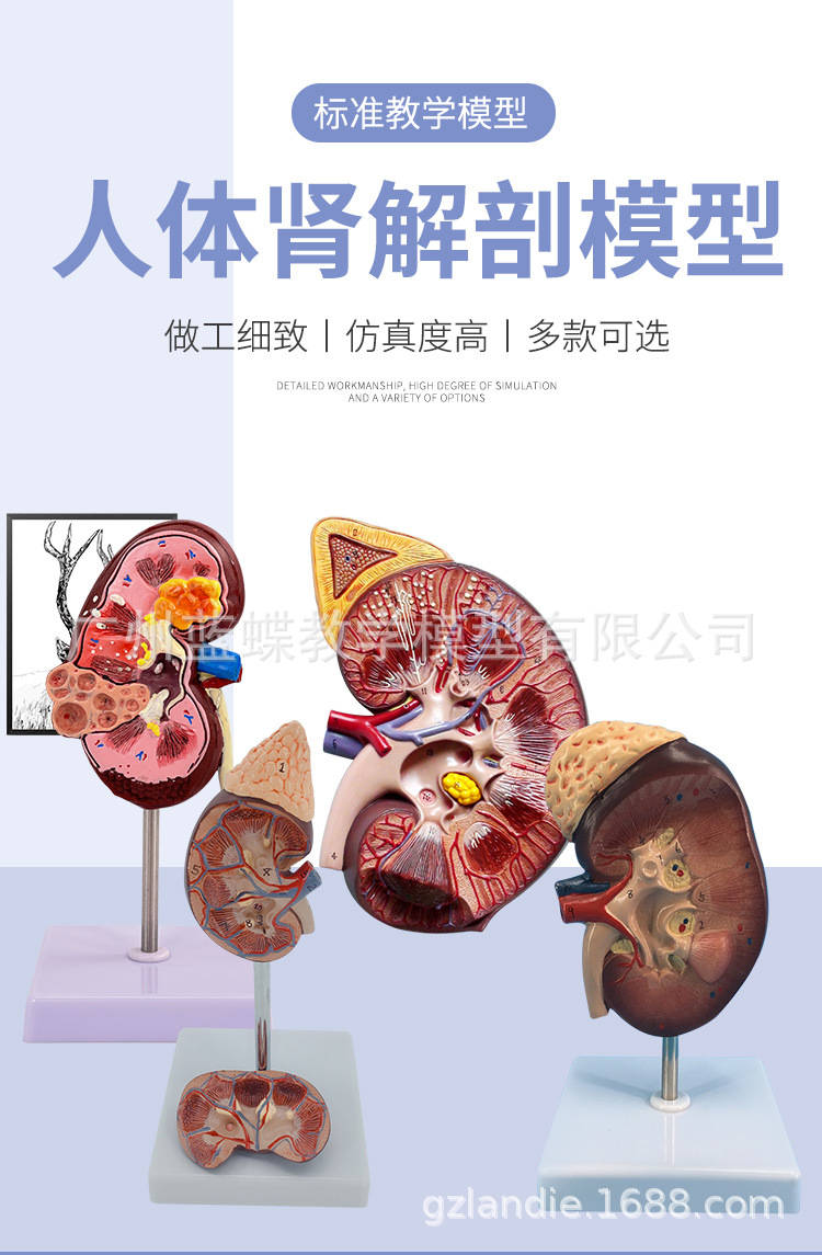 人体肾脏模型 肾解剖附肾上腺放大模型病变肾脏 人体内脏器官解剖-阿里巴巴
