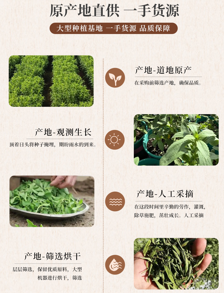 Stevia Leaf Tea Tian Ju Ye Sweet Herbal Leaves Natural Dried Loose Leaf 500g quality and texture