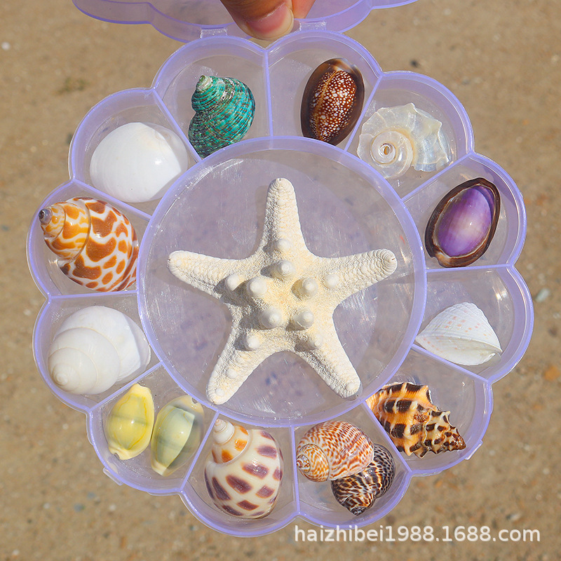 Natural Shell Conch Specimen Starfish Storage Set Gift Box Kindergarten Marine Biology Popular Science Materials Small Wholesale