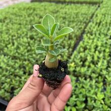 沙漠玫瑰花小苗盆栽四季花开庭院室内外阳台好养花卉绿植沙漠玫瑰