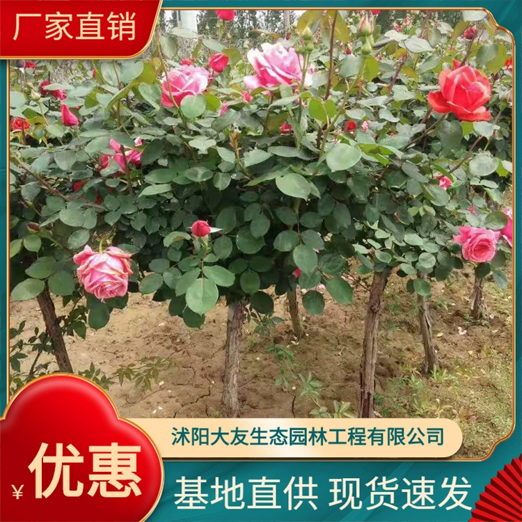 Оптовые похожие на Дерево Роза прививка розы пень цветок розы более 3 лет зеленых растений