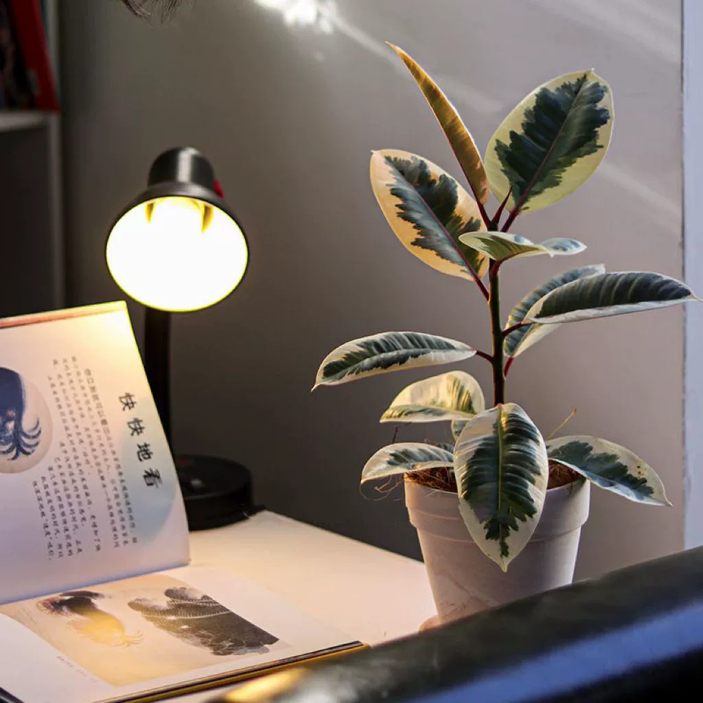 Танник цветочный лист резиновое дерево в горшке гостиная комната офис