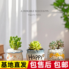 ֲ��M���҃�С���Ԏ��մɻ������Ϙ��߶�������Gֲ����