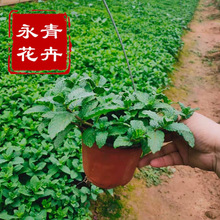 苗圃批发直供青州基地清香味盆栽杯苗驱蚊薄荷草 薄荷