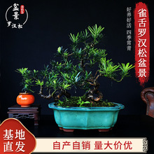 ȸ���_�h���辰�����̨���ԾGֲ����С�~�L��͏d����[��ֲ��