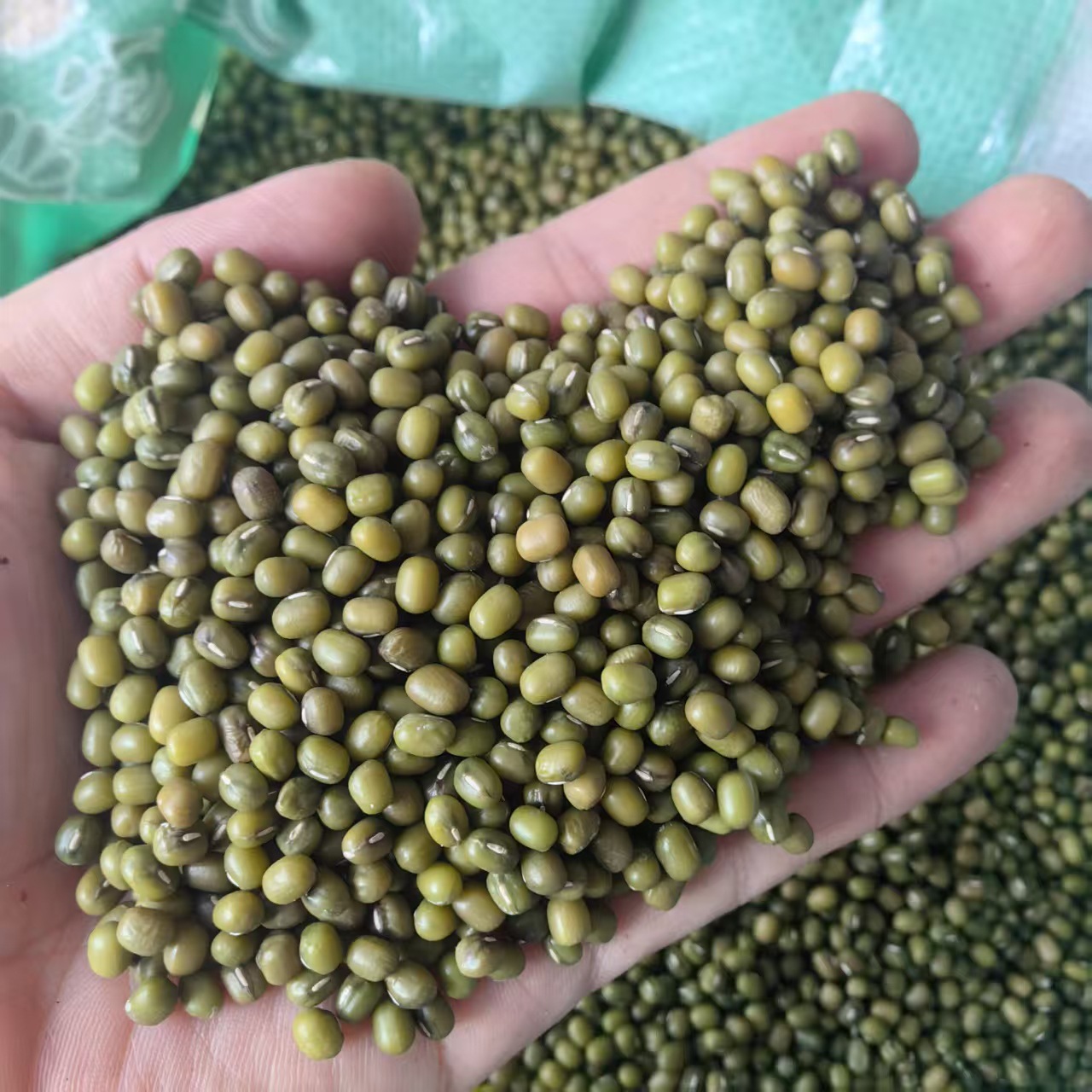 Northeast Mung Bean 2025 New Crop Lu Dou 500g 1000g Clean Culinary Green Beans for Soup Congee and Summer Drinks key features