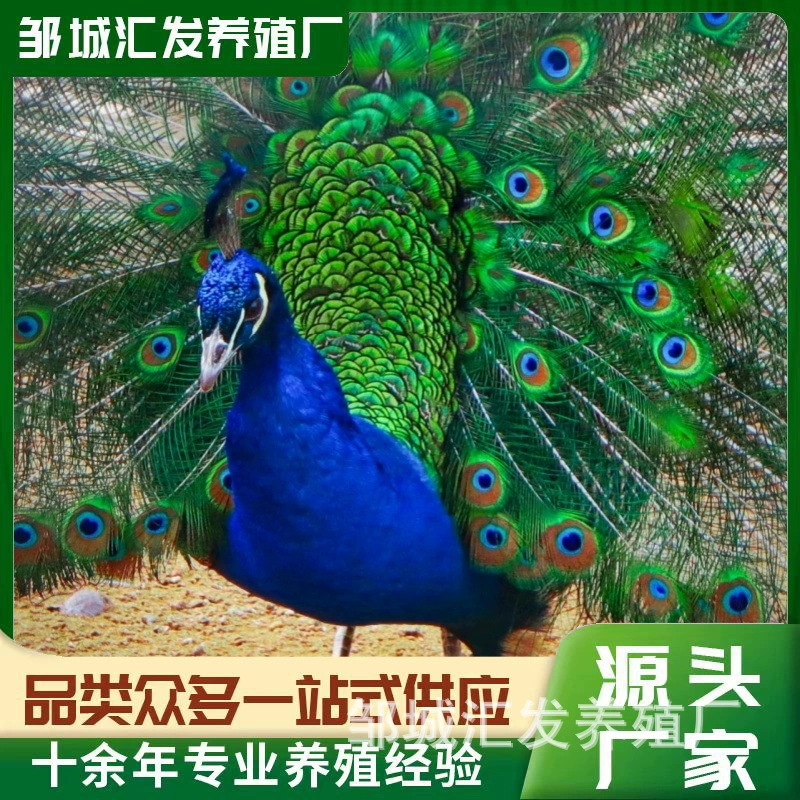 Просмотр, разведение в живописной местности может откладывать яйца, есть красивые и благородные сады