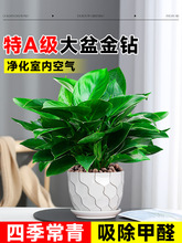 ��荾G�������Ԏ������G�j�}ˮ��ֲ���k���҃Ȼ��ܾGֲ�ļ����B��