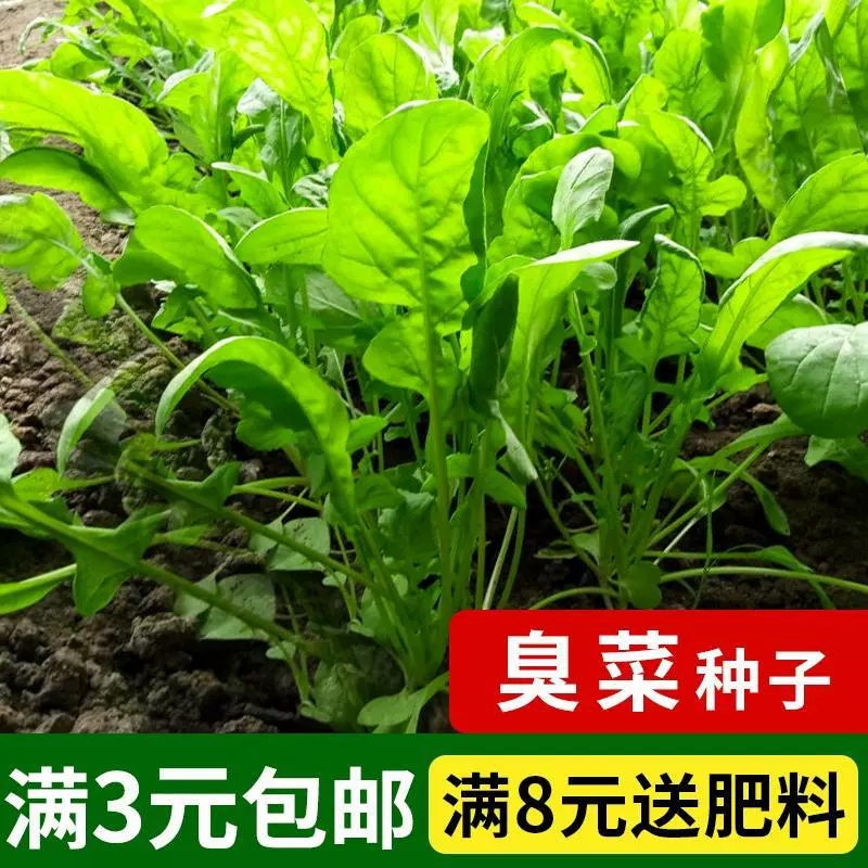 Семена неприятных овощей имеют уникальный и освежающий вкус. Весенне-осенние семена овощей для балконного огорода в горшках. Неприятные овощные семена.