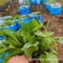 基地盆栽生产工程草花