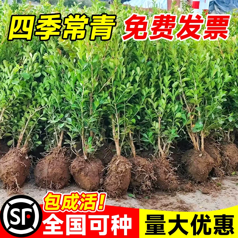 Саженцы самшита, семена шиповника, саженцы для зеленения двора, вечнозеленые растения на все времена года, саженцы для ландшафта на открытом воздухе.