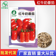 红牛奶番茄种子 无限生长中果型西红柿种籽圣女果种孑蔬菜籽批发