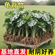 水培龟背竹盆栽土植物净化空气室内桌面观叶绿植花卉耐阴四季常青