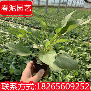 Pine Cone Cup Seedlings, Rural Greening, Park Scenic Area Greening and Beautification Florals, Qingzhou Grass Flower Base Delivery