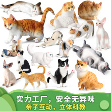 仿真波斯猫动物模型玩具橘猫湄公河猫小猫咪套装儿童认知摆件礼物